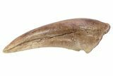 Killer Fossil Tyrannosaur (Daspletosaurus) Toe Claw - Montana #381122-1